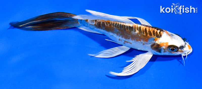 6" BENI KIKOKURYU BUTTERFLY