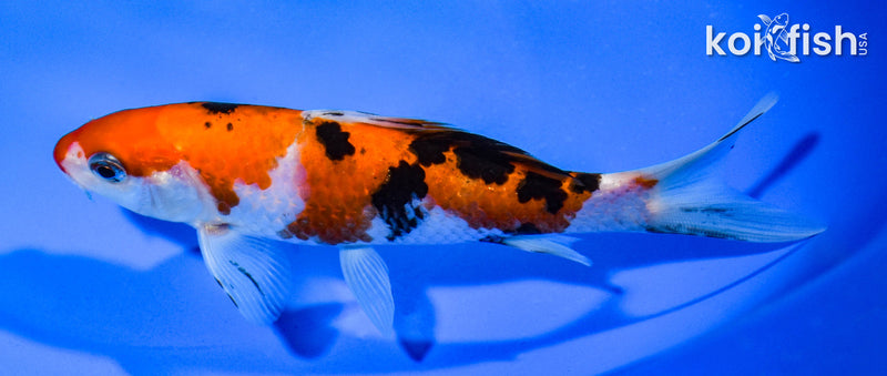 5.5" SANKE