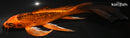 8.25" KIN ORENJI MATSUBA BUTTERFLY