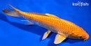 6.5" ORENJI OGON