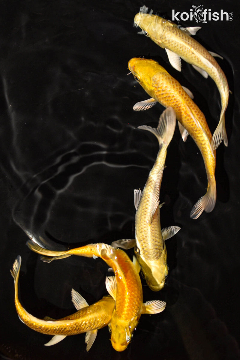 PACK OF (5) 5-6" STANDARD YAMABUKI OGON KOI