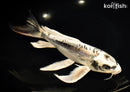 11" KIKOKURYU BUTTERFLY