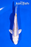 4.5" DOITSU LEMON HARIWAKE