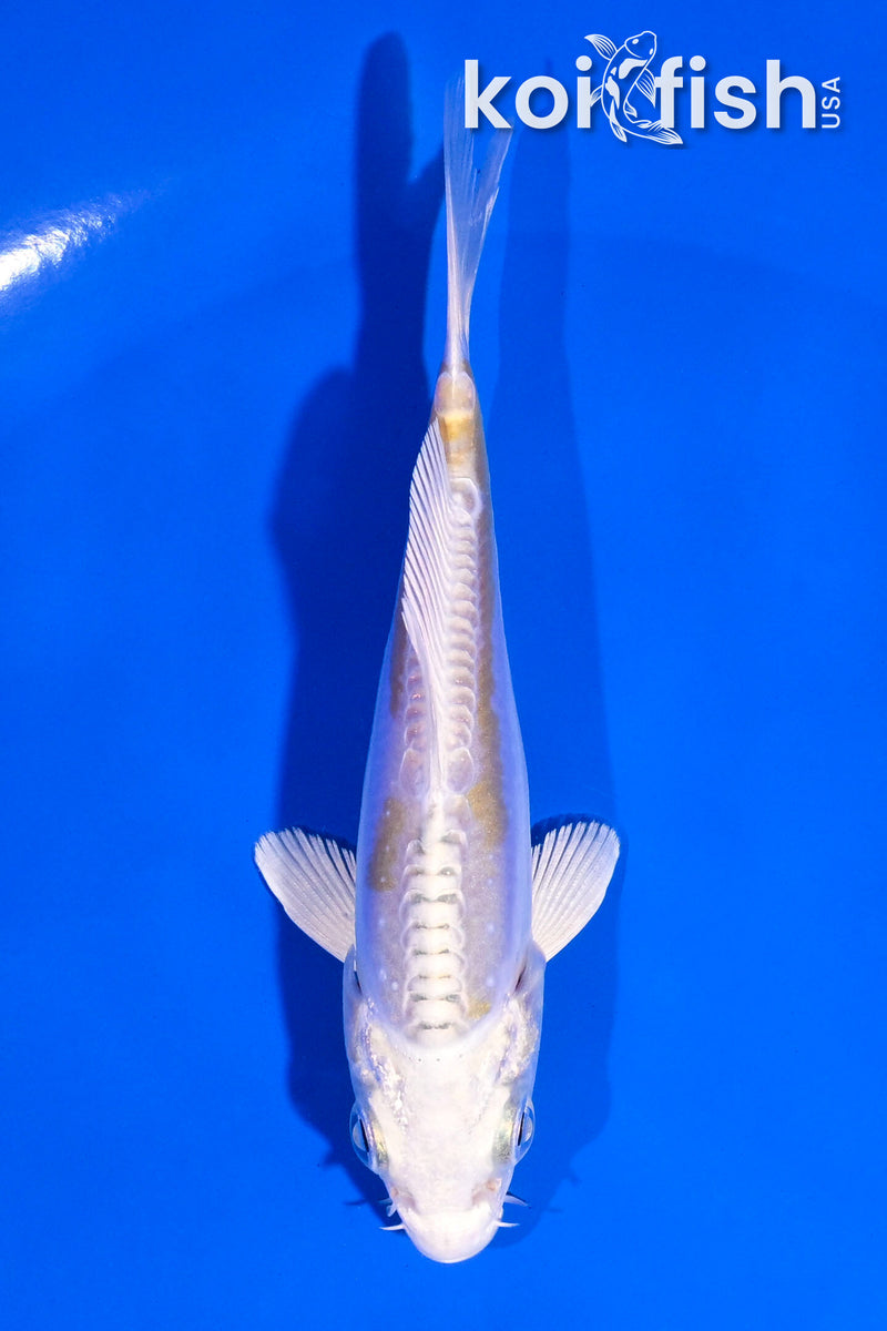 4.5" DOITSU LEMON HARIWAKE