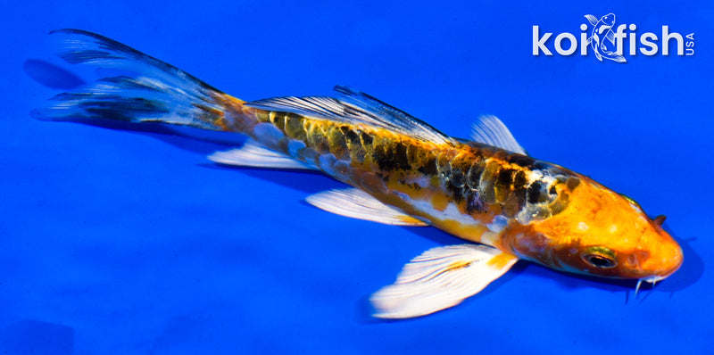 5" HEISEI NISHIKI BUTTERFLY