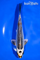 6.75" KUJAKU