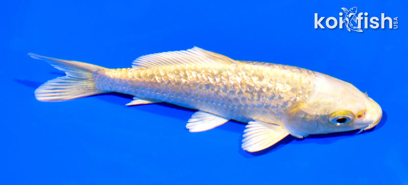 5.5" GINRIN YAMABUKI OGON