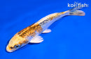 5" GINRIN KUJAKU