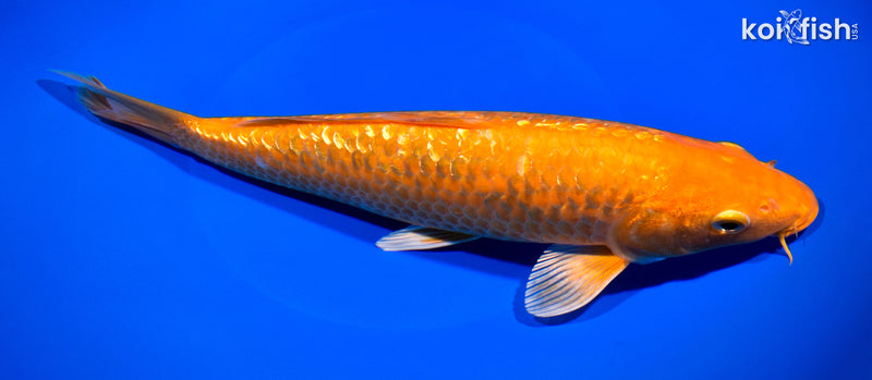 11" GINRIN ORENJI OGON