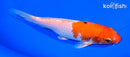 6.5" YAMATO NISHIKI