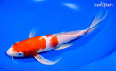 9" HARIWAKE BUTTERFLY KOI