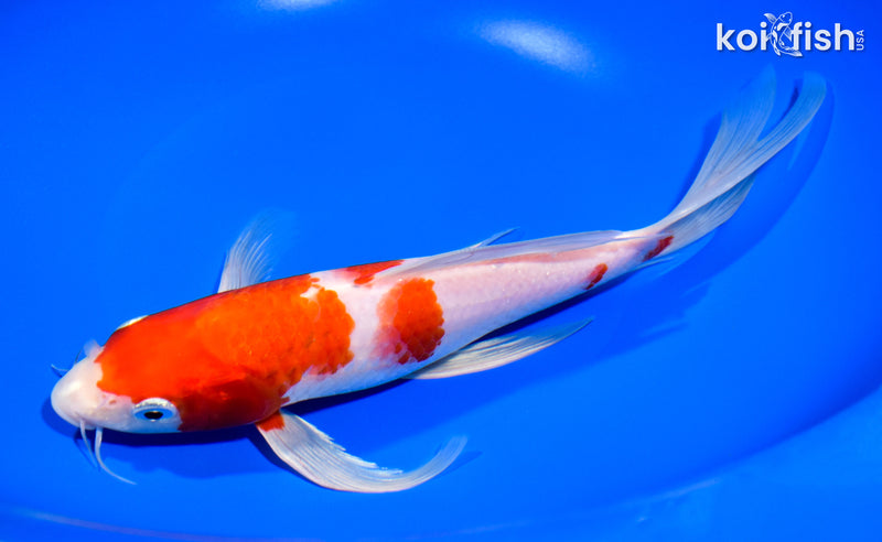 9" HARIWAKE BUTTERFLY KOI