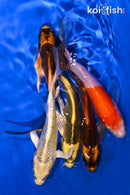 PACK OF (5) 5-5.5" BUTTERFLY PACK