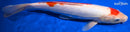 12.5" DOITSU MARUTEN KOHAKU