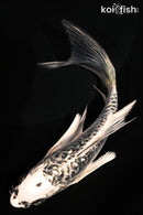 5.75" GINRIN ARAGOKE KIKOKURYU BUTTERFLY