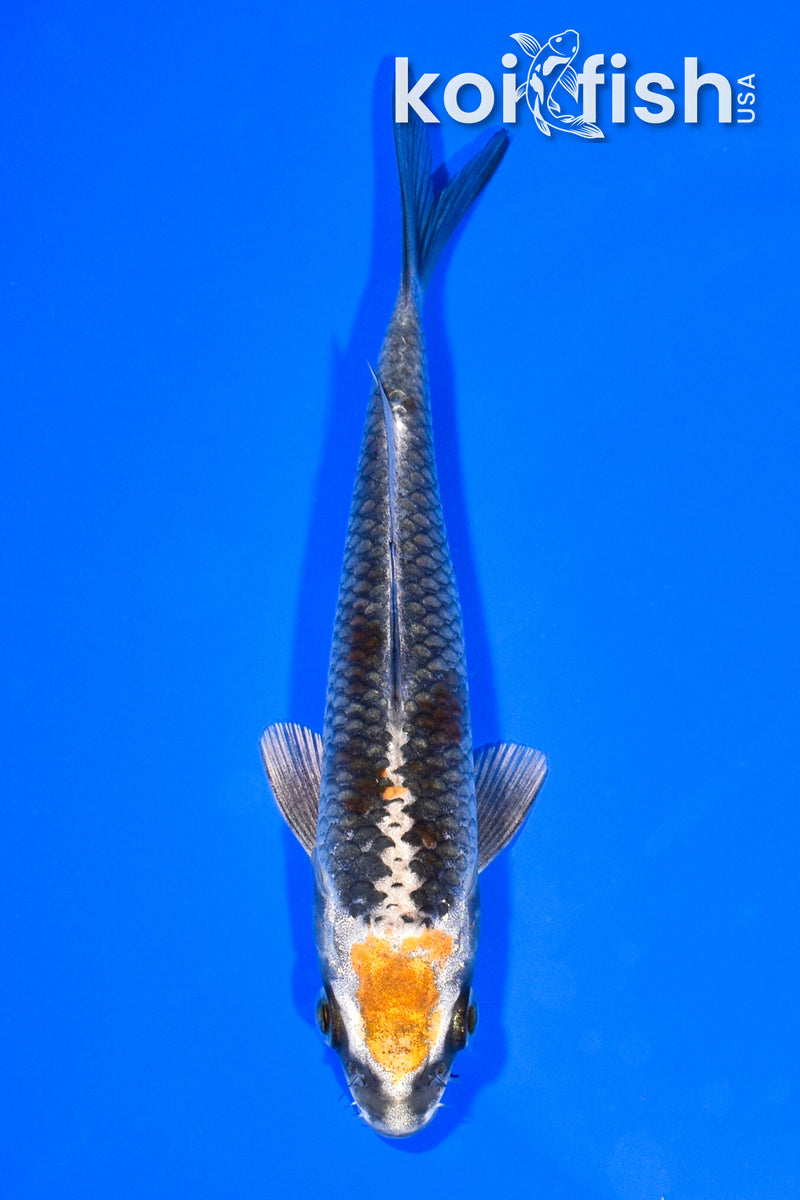 5.5" BENI GINGA