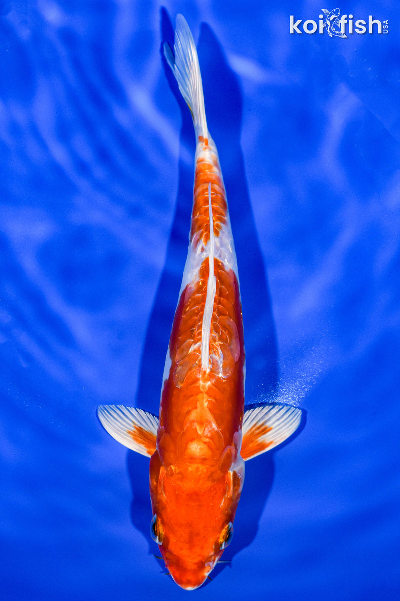 8" KIKUSUI