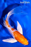 5.25" GINRIN HARIWAKE BUTTERFLY