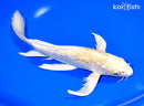 9.5" GINRIN HARIWAKE BUTTERFLY