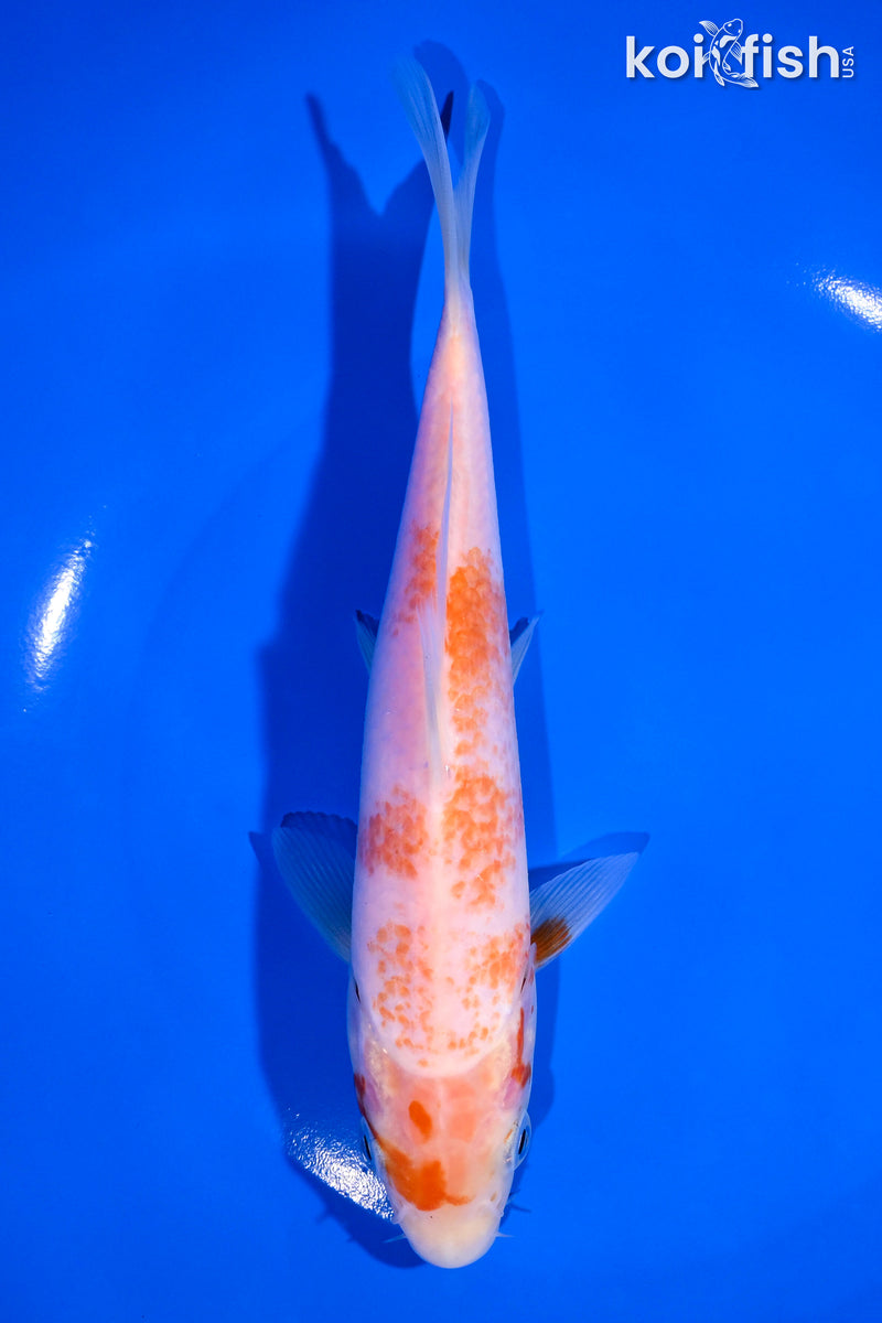 7.25" K0HAKU