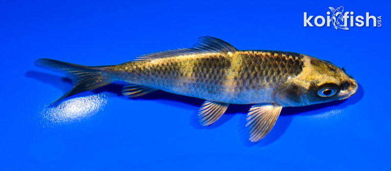5.25" KIN KI UTSURI