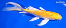 7" YAMABUKI OGON BUTTERFLY