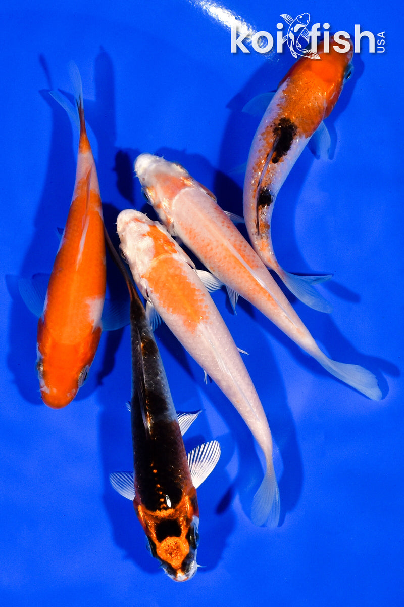 PACK OF (5) 3.75" STANDARD KOI