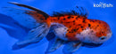 4.75" CALICO ORANDA GOLDFISH