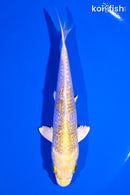 5.25" GINRIN LEMON HARIWAKE