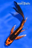 5.75" ORENJI MATSUBA BUTTERFLY