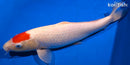 15" TANCHO KOHAKU