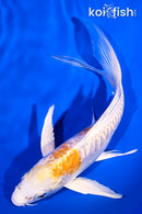 6.75" ARAGOKE LEMON HARIWAKE BUTTERFLY