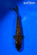 5.5" GINRIN CHAGOI