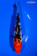 6.75" SANKE