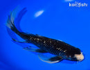 9.5" GINRIN MATSUKAWABAKE BUTTERFLY