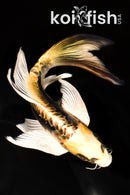 7" KIN KIKOKURYU BUTTERFLY