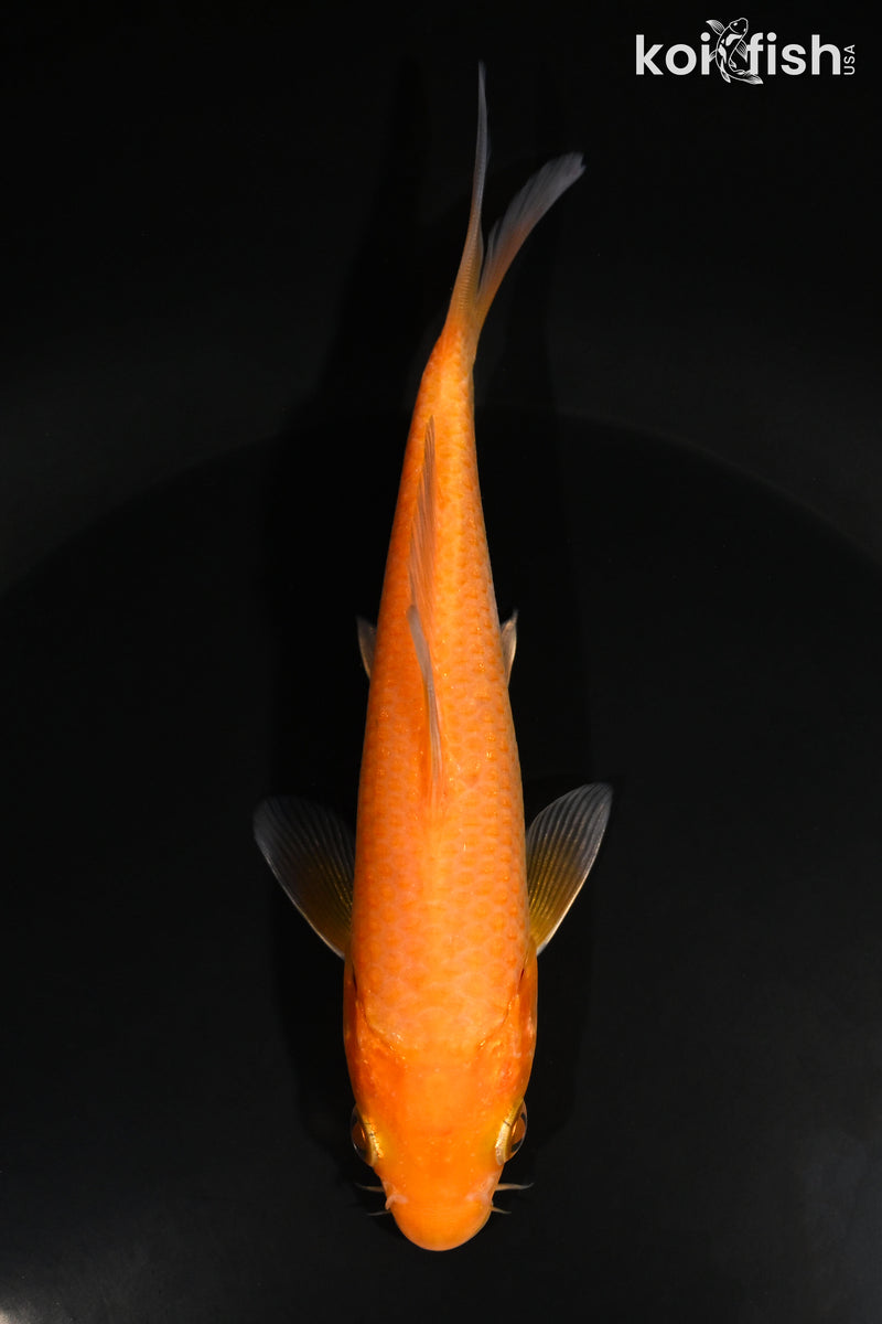 5.5" AKAME CHAGOI