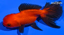 5" ORANDA GOLDFISH