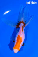 5.75" WATONAI GOLDFISH