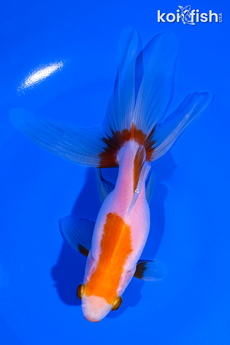 5.75" WATONAI GOLDFISH
