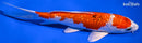 7" GINRIN YAMATO NISHIKI