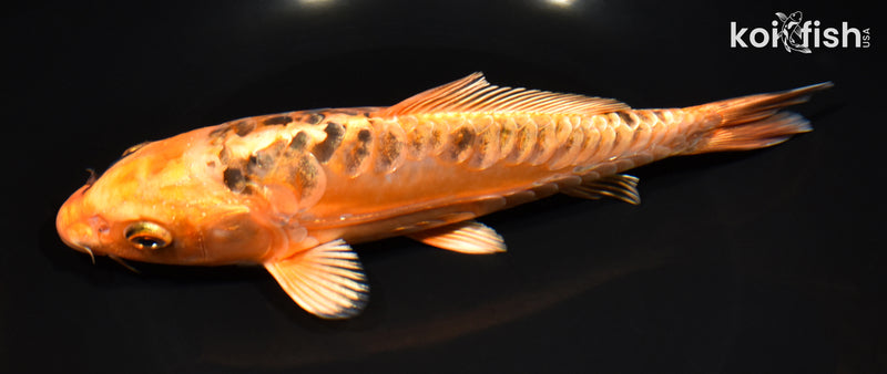 8" ARAGOKE ORENJI MATSUBA