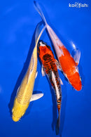 PACK OF (3) 6-7" STANDARD KOI