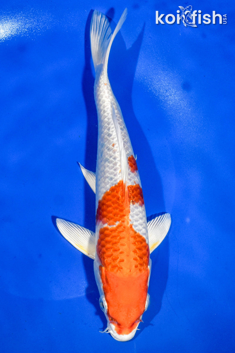 9" HARIWAKE