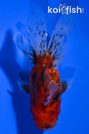 4.75" CALICO LIONHEAD ORANDA GOLDFISH