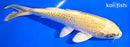 6.5" KI MATSUBA