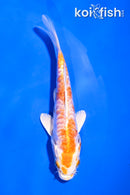 4.5" ARAGOKE HARIWAKE