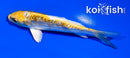 4" ARAGOKE KIN KIKOKURYU
