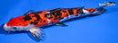 11.25" GINRIN AKA SANKE