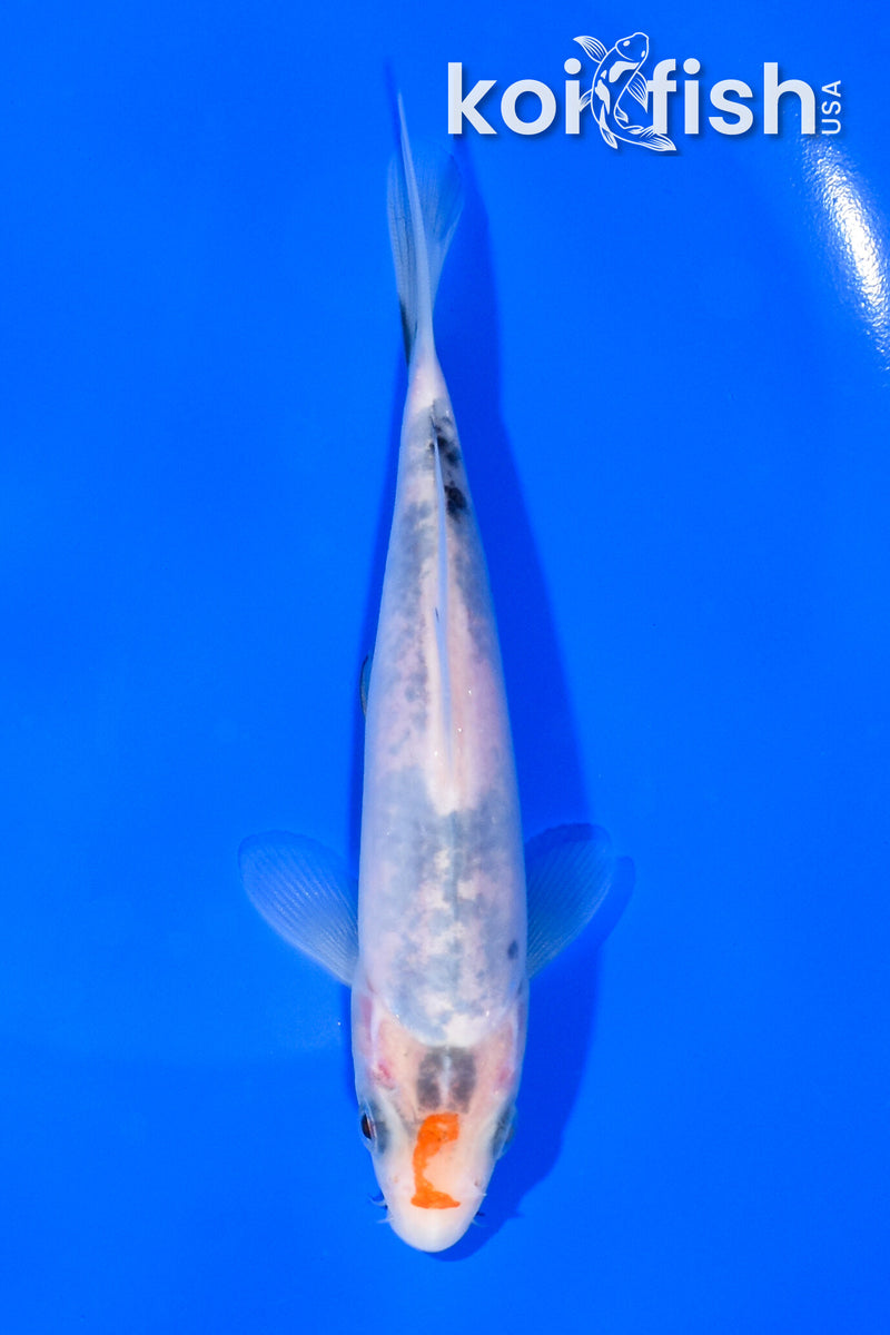 5.5" SANKE